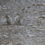 Bouscarles de Cetti